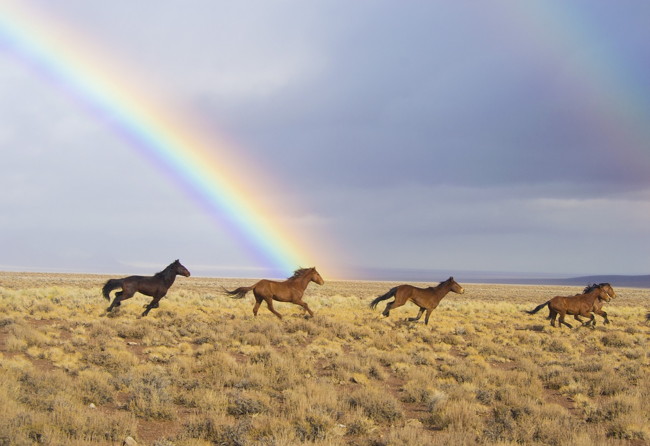 Wild horses in Nevada