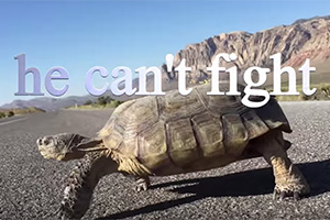 Protect Desert Tortoise